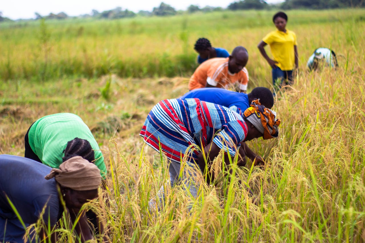 Farmers working together in a rice field in Makurdi, Nigeria, showcasing teamwork and agriculture.